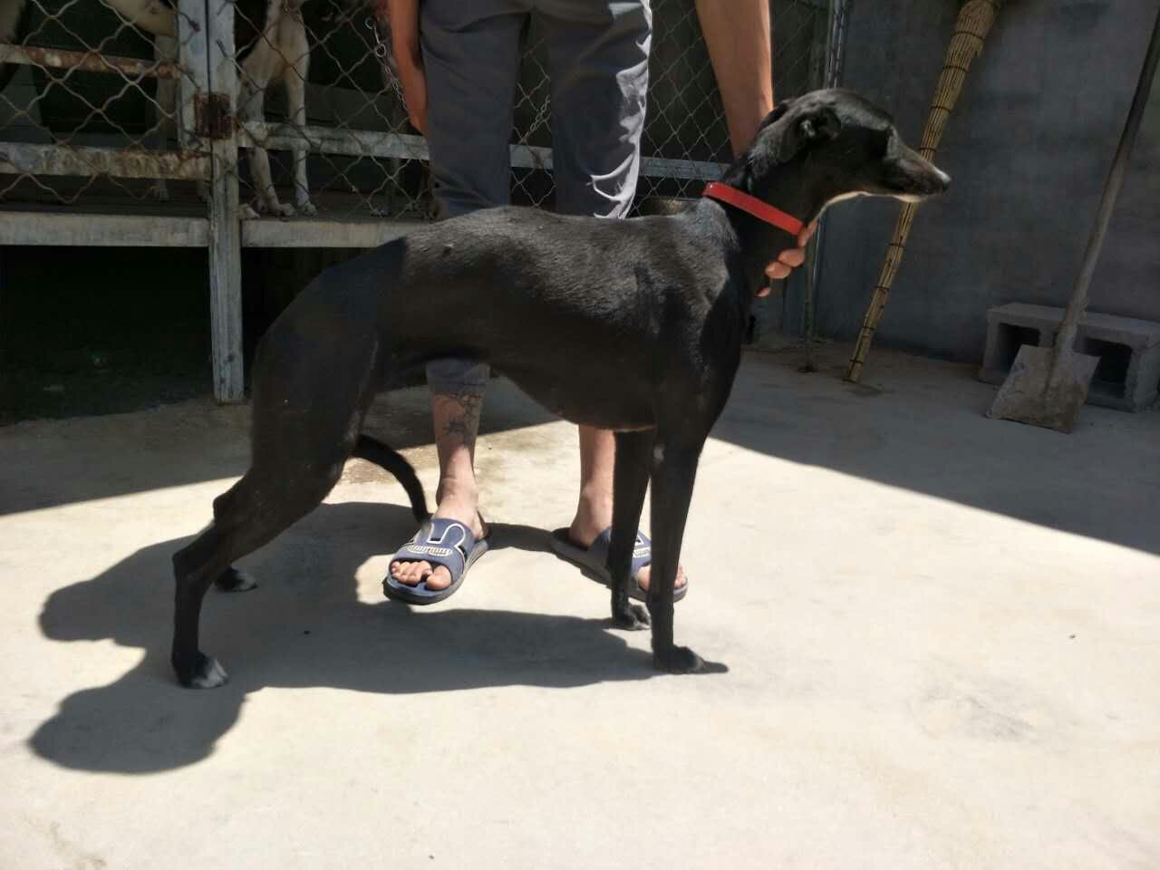 格力灵缇惠比特怎么分别,格力犬狩猎