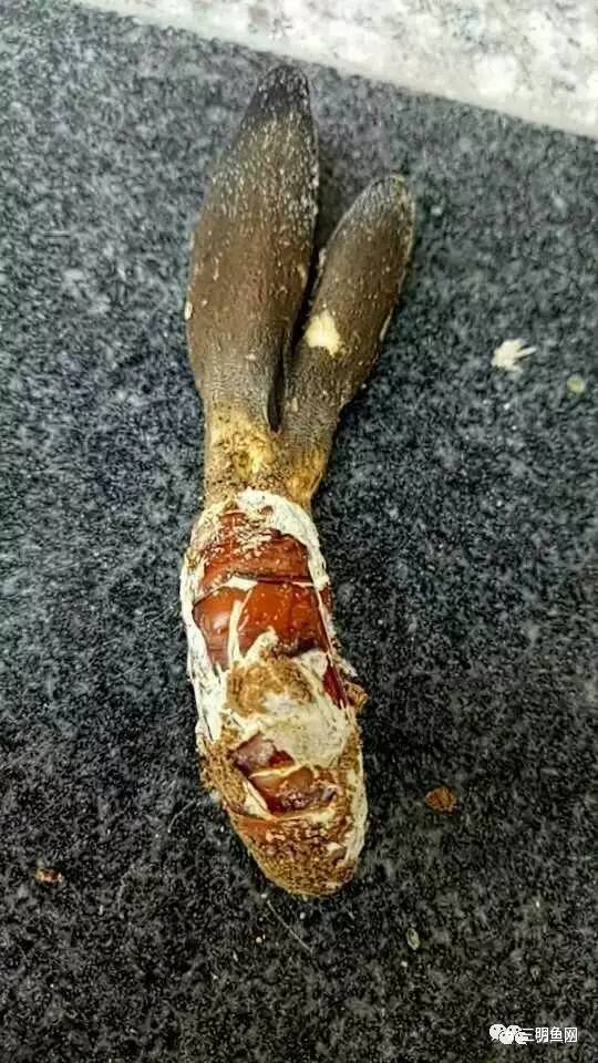 三明山上又一宝物被发现!原来它这么好