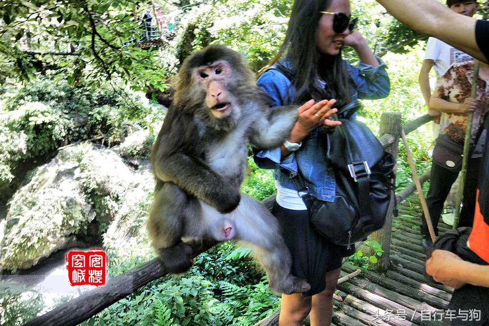三大家一起游峨眉山,23岁女生独游峨眉山失联