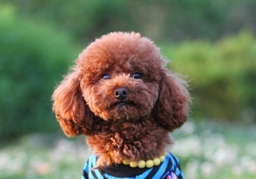 泰迪狗狗拉不出便便的解决方法,6个月的玩具泰迪体长