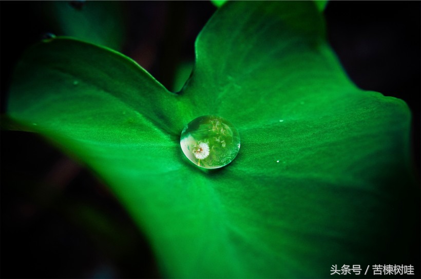 活着，不是为了取悦他人，生命的意义不是如何把自己改变成别人喜欢的样子，而是尽力做一个自己喜欢的人