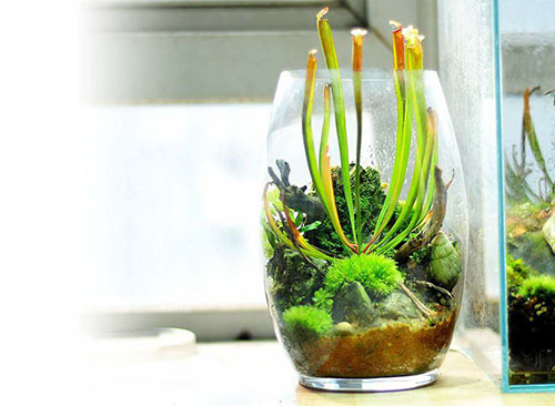 草缸放了绿萝,家居草缸