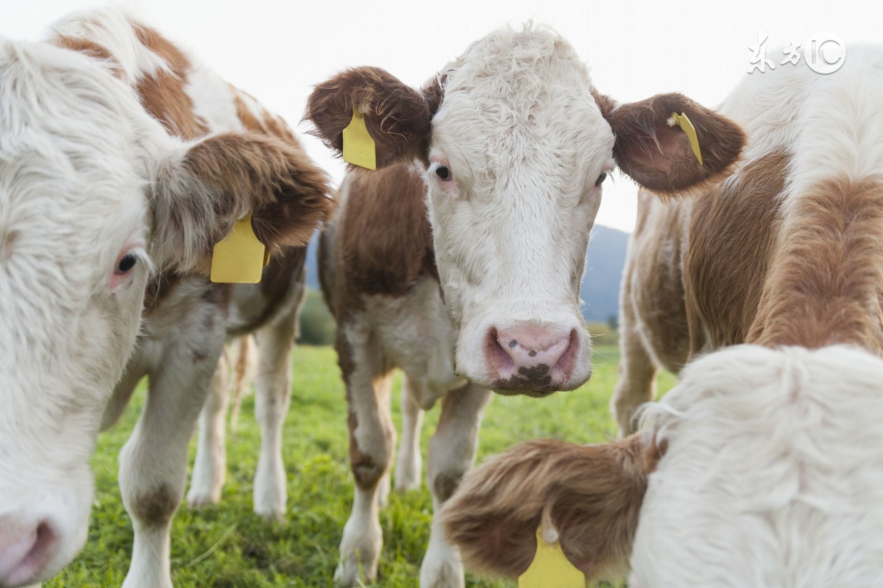 属牛人的一步一个坎,属牛人何时走出迷茫