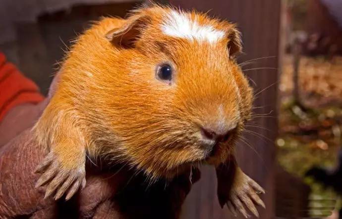 秘鲁豚鼠纪录片,豚鼠秘鲁荷兰猪