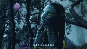 秘鲁豚鼠纪录片,豚鼠秘鲁荷兰猪