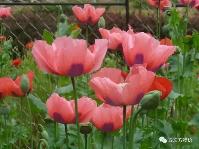 虞美人与虞美人,虞美人深度解析