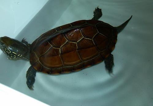 宠物龟一般养哪种比较好,家养宠物龟冬季怎么喂养