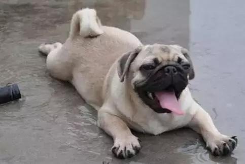 巴哥委屈吗,巴哥眼里泪汪汪的怎么回事