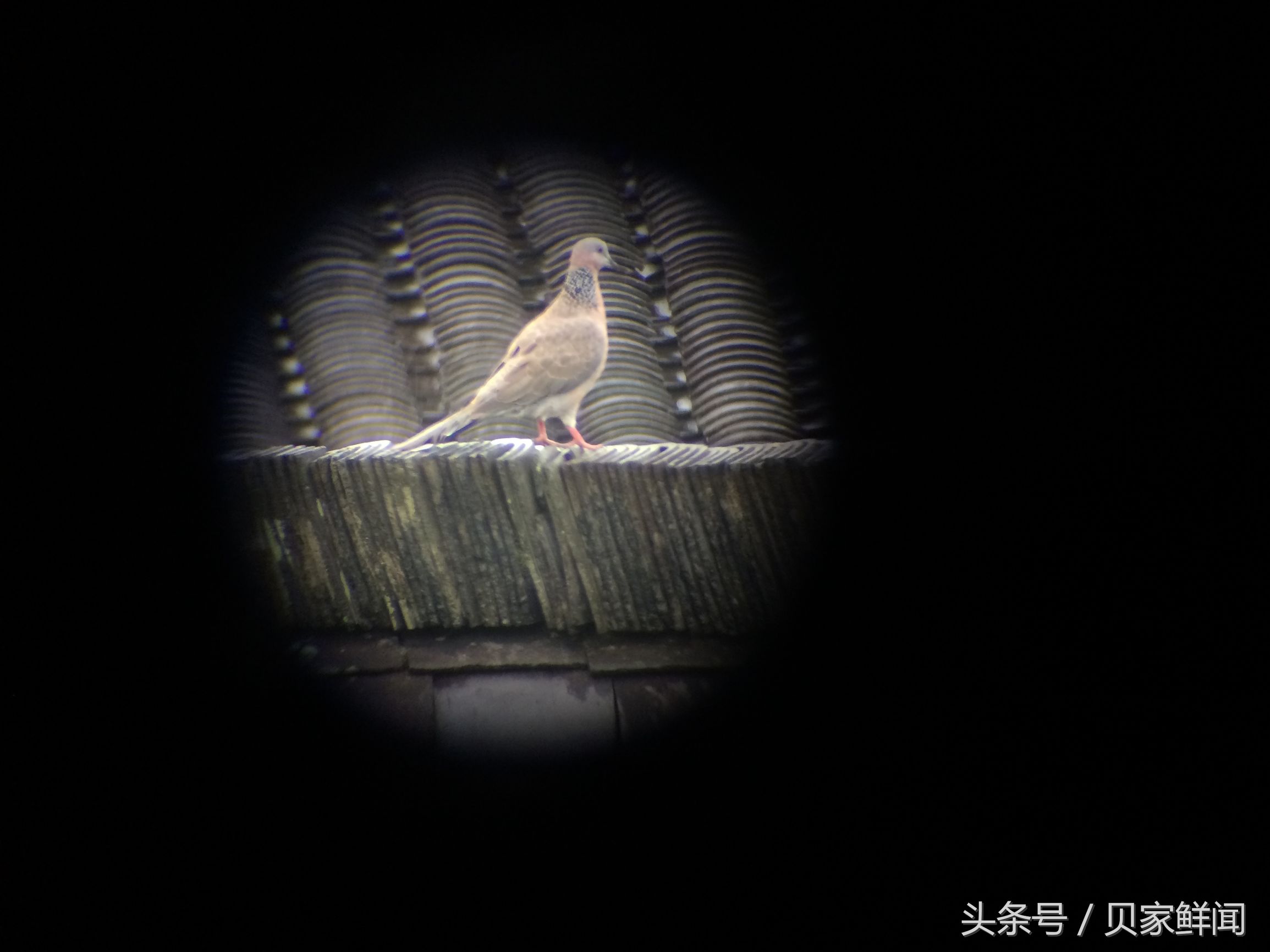 最高倍的望远镜能看多远,最高倍的天文望远镜