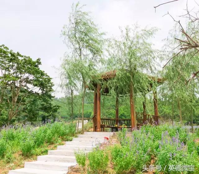 刘家旺普罗旺斯薰衣草花海,法国普罗旺斯薰衣草花海唯美视频