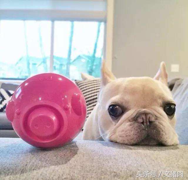 如何看自家狗狗是什么星座的,12星座对应的狗狗是哪个星座