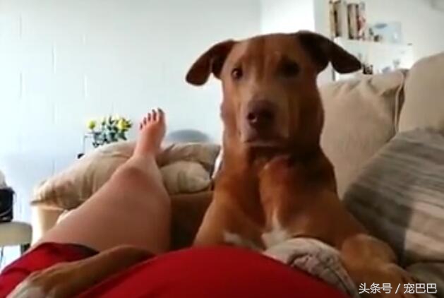 狗狗怀孕主人踢肚子,狗狗踢孕妇的肚子