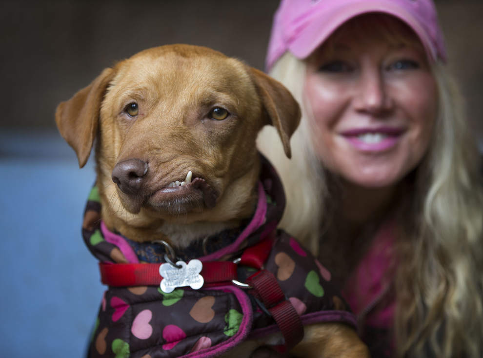 狗狗天生嘴巴长斜相貌丑陋，在被安乐死前，一个人的出现救了它！