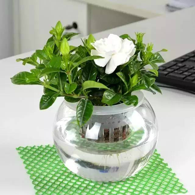 栀子花蔫了，问题可能出于这几个方面