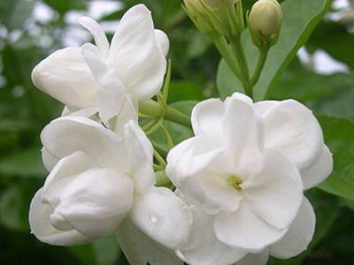 云南春天可以吃的各种花,云南春天有哪些花可以食用