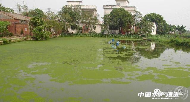 藻类中的各种带颜色的藻,不同藻类水色