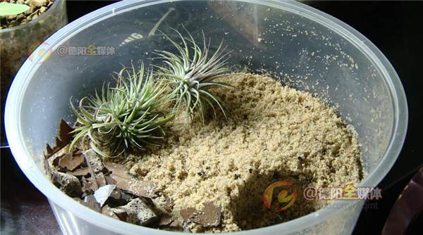 世界上最大的蛇被放生,四川德阳发现蛇