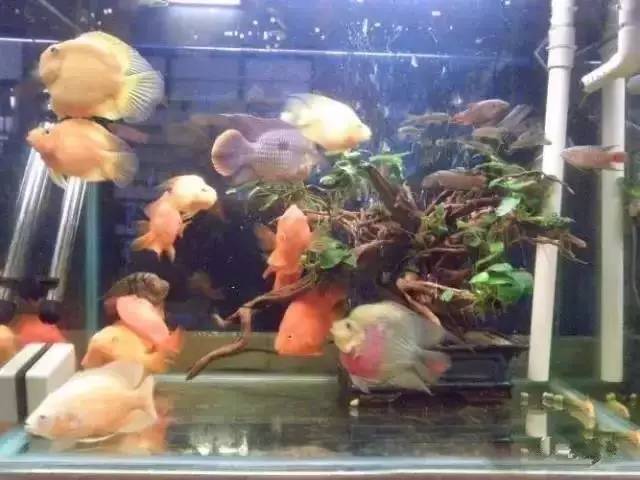 鱼缸用虹吸吸便的效果怎么样,底滤鱼缸吸便能力差