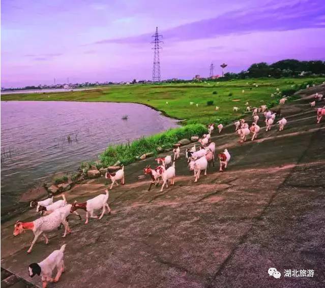 每日一景讲解视频,荆门老漳河风景