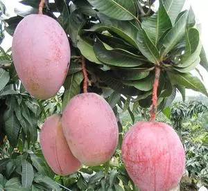 居然有人给芒果这种生物开世界大会,逼格升级,田东又要火上天啊!