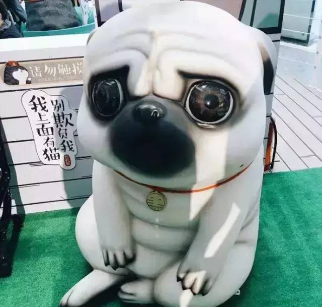 盘点十大网红萌宠,盘点全网6只网红萌宠