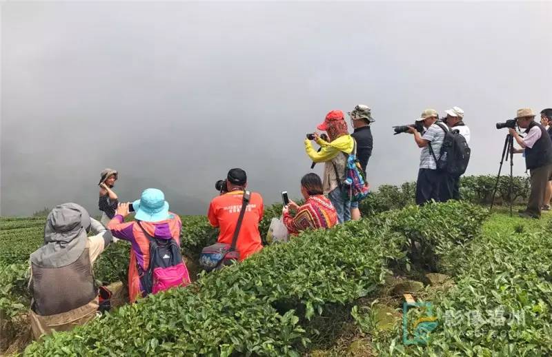 游茶山,游茶山竹海