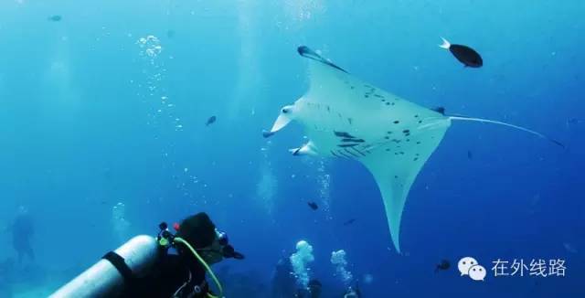 美人鱼帕劳旅游,美人鱼带你去水下世界