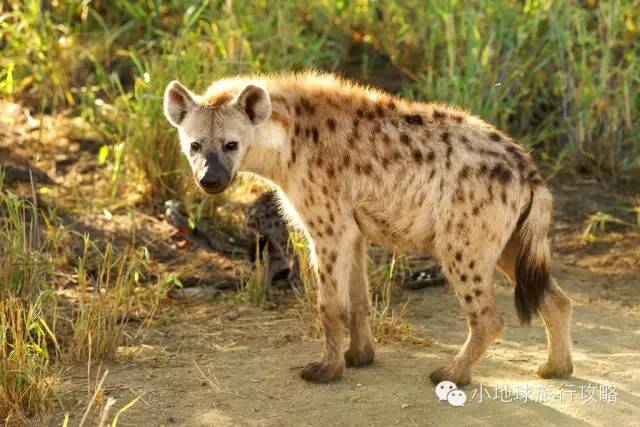 可能是最全的,肯尼亚坦桑尼亚动物百科。小地球耗时一周整理!