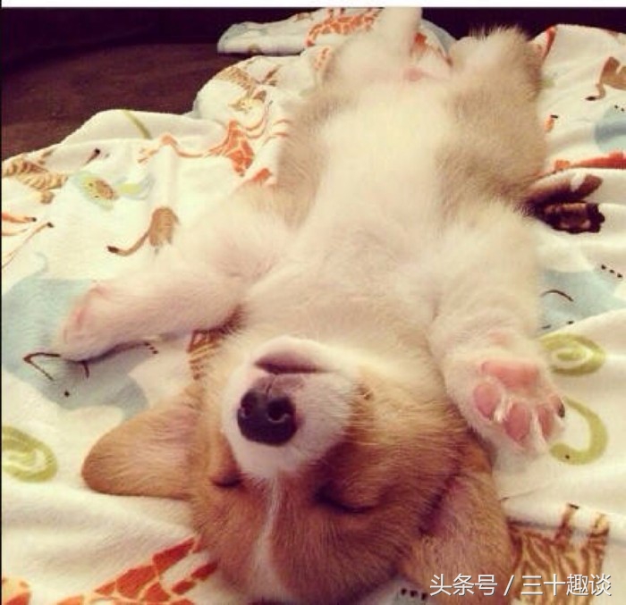 柯基犬怎么喂养吃什么狗粮最好,柯基犬应该狗笼喂养还是散养