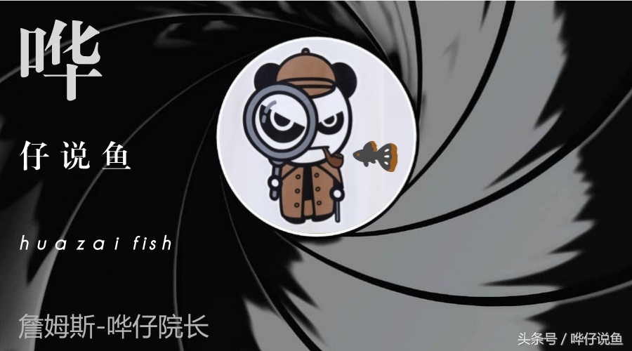 养宠物鱼的妙招,教你养观赏鱼视频