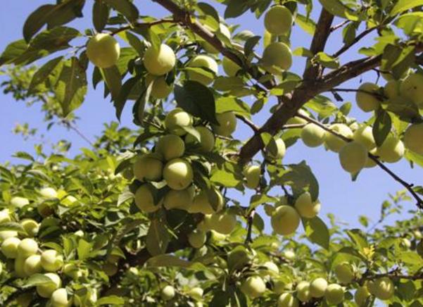 我的果林，从接触自媒体开始有了生命力