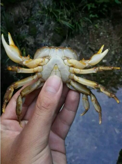 中华草龟和野生草龟的区别,草龟跟中华草龟有什么区别