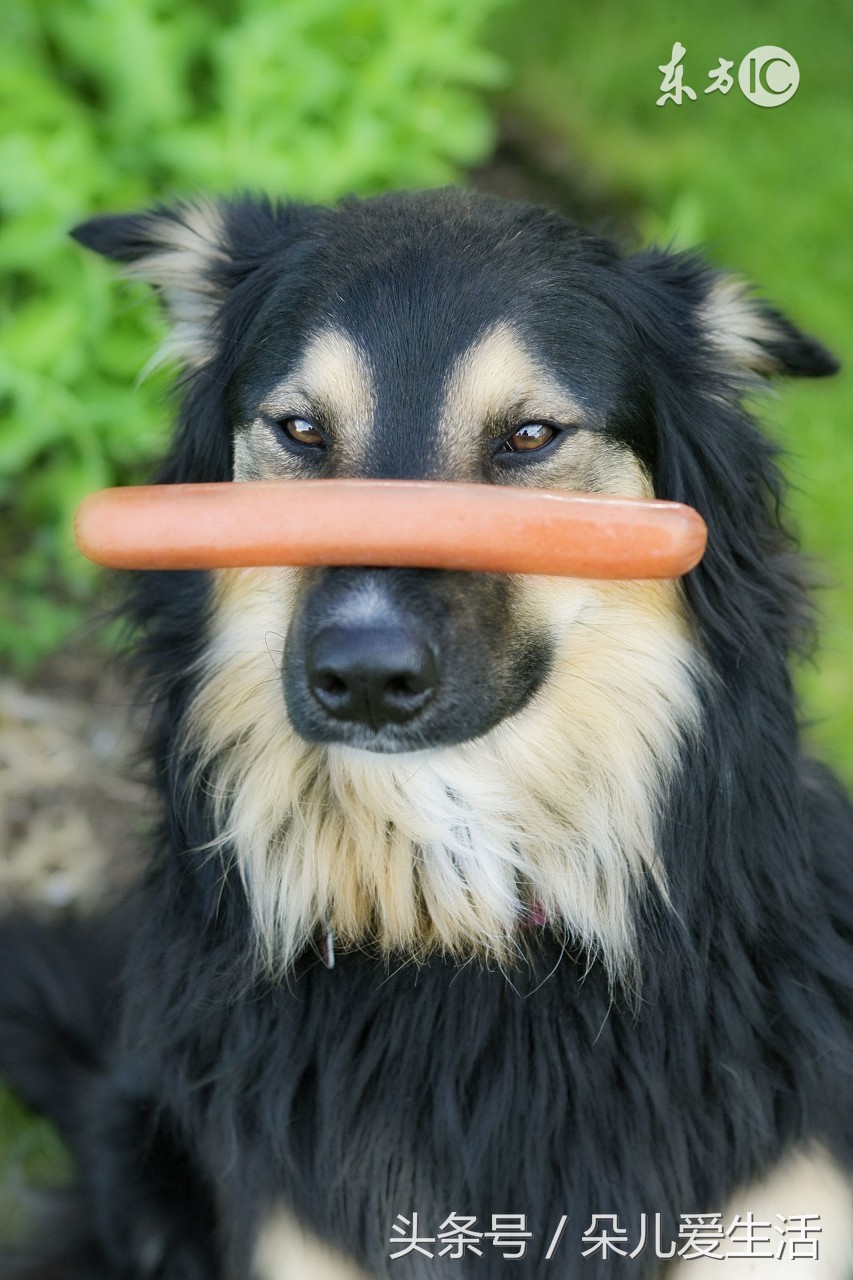 想养狗家人反对怎么办,想养狗狗家里人不让养怎么办