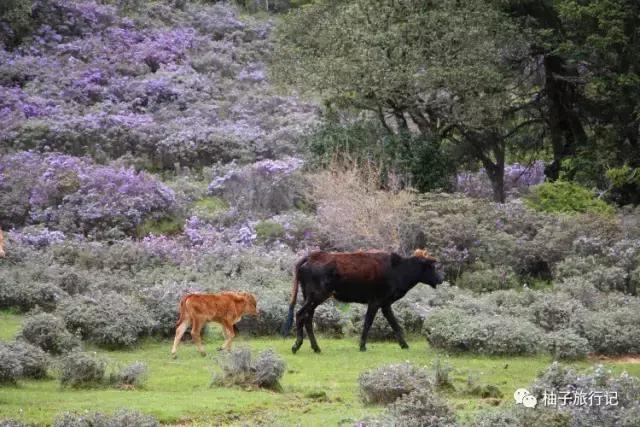毕业旅行之丽江大理游,大理丽江毕业旅行