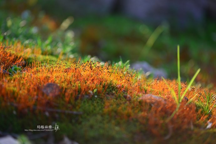 鎷滆涓滅鑽夊爞,鑺卞洯鎷滆