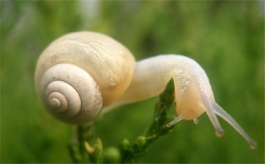 养的花总是发霉怎么办,养的花长腻虫了怎么办