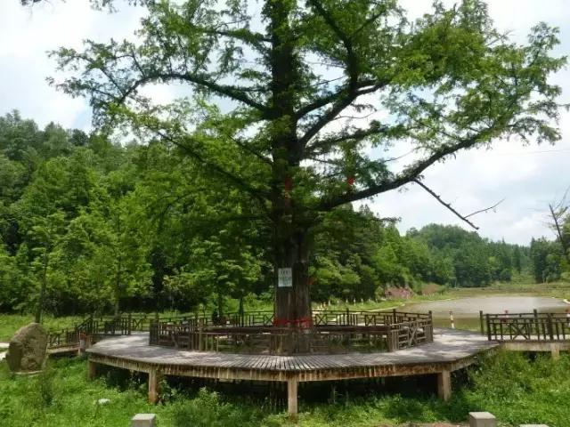 苏马荡避暑胜地是在哪个县,7月的苏马荡避暑真实感受