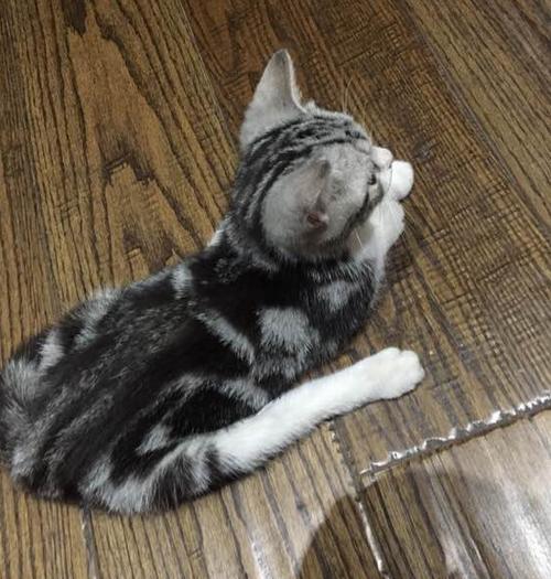 小猫从五楼掉下来抢救现场,猫摔死内出血能救吗