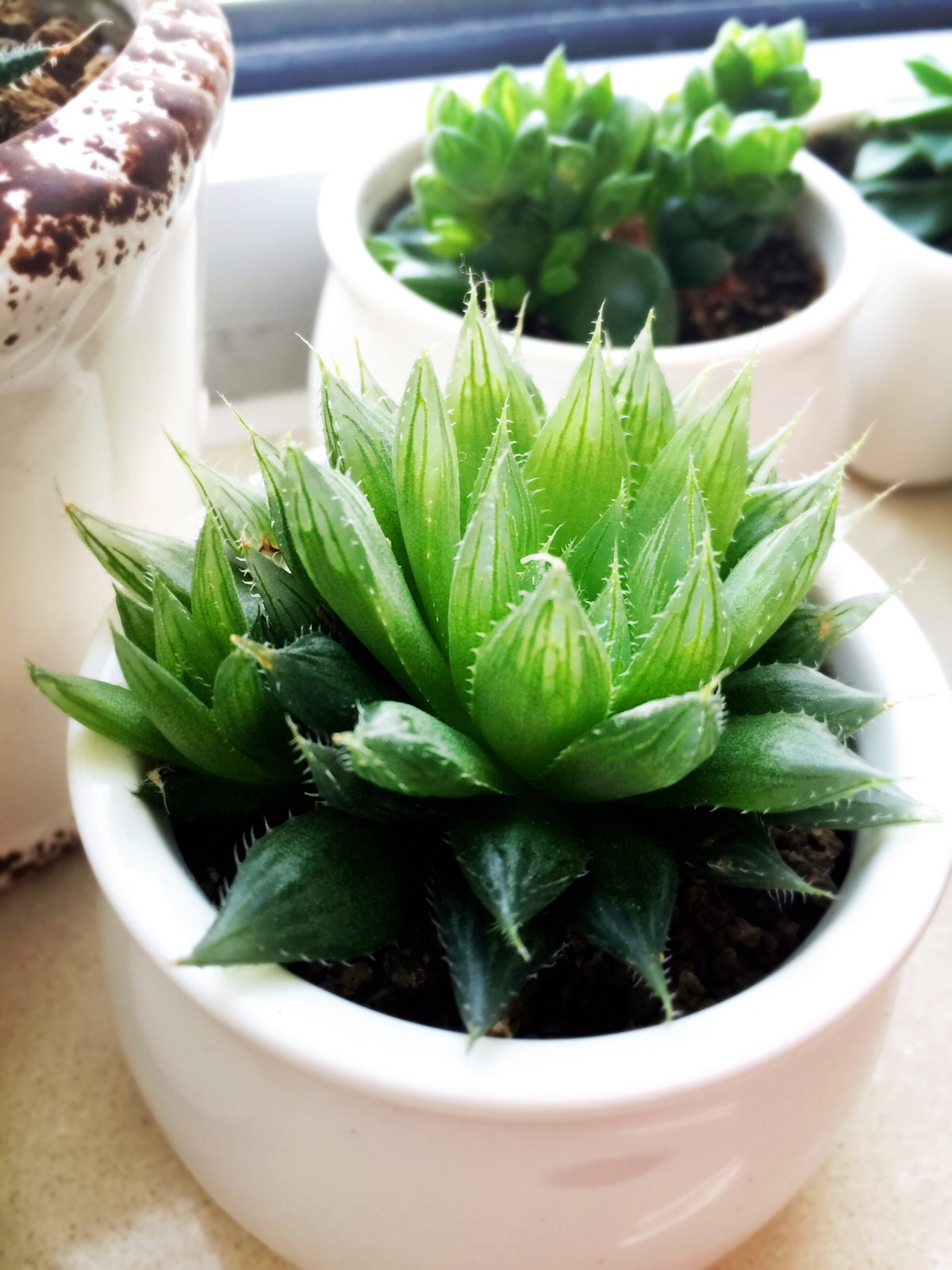 多肉有没有除甲醛的效果,吸附甲醛的多肉