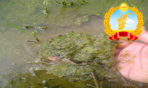 稻田中杂草科普,水稻纹枯病的科普知识