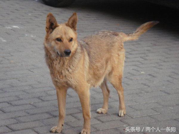 野犬抢食物被咬死,恶犬咬死野猪的全过程