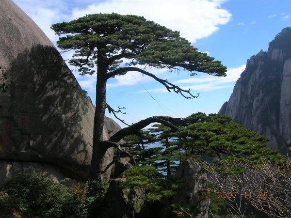 黄山四绝之一奇松介绍,黄山的四绝分别是奇松怪石