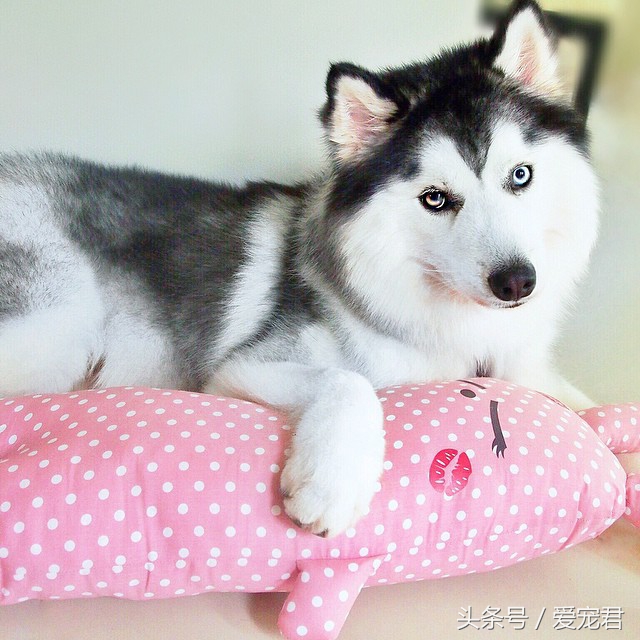 狗狗护食食谱大全,狗狗保护肠胃的食谱