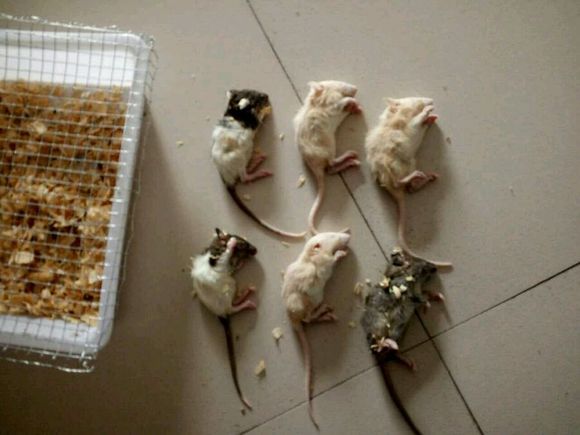 网上买花枝鼠会不会死掉,花枝鼠刚买回来什么状态