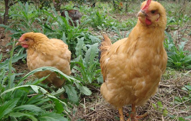 养殖最赚钱最好养的动物,1万元养殖什么动物好