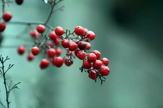 智利长相思葡萄酒,蓬莱长相思葡萄酒