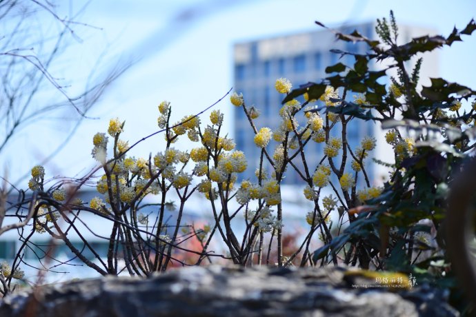 鎷滆涓滅鑽夊爞,鑺卞洯鎷滆