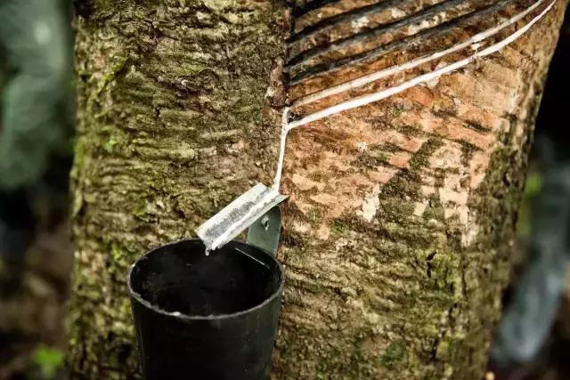 杨幂高圆圆周冬雨,杨幂高圆圆时装