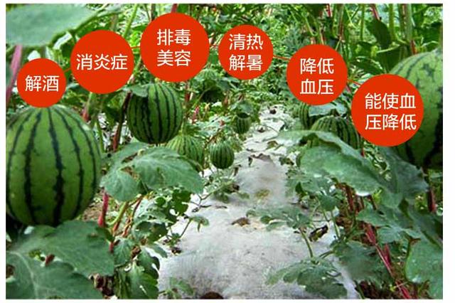 自家种的西瓜天然无公害一元一斤,自家西瓜五千斤左右