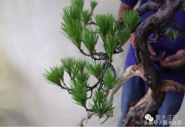 爱木盆景｜文人树《神仙》改作实录，小林国雄亲自示范松树盆景整型，艺术无国界，好的我们需要学习